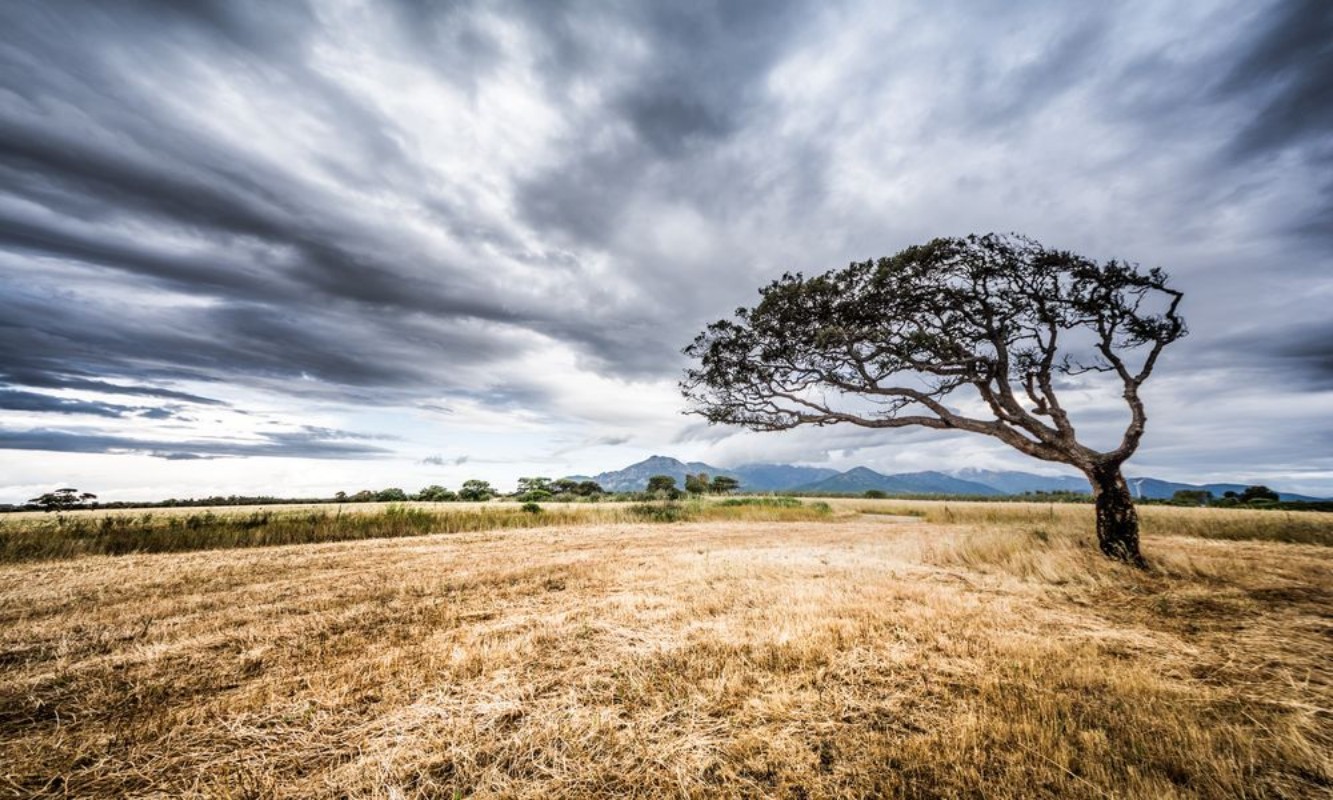 Picture of African Plain