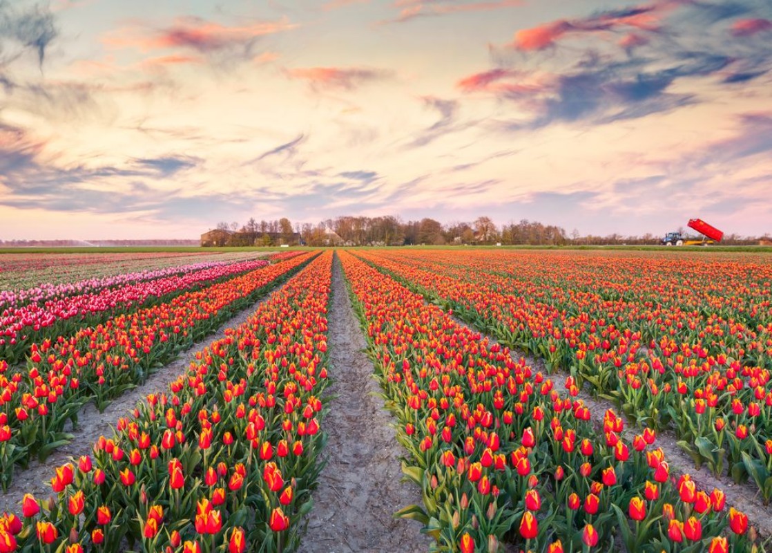 Bild på Colorful spring sunrise on the tulip farm near the Espel village