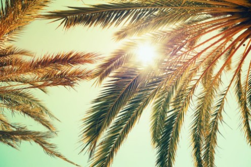 Afbeeldingen van Palm trees and shining sun over bright sky