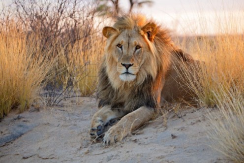Bild på Big male African lion Kalahari desert