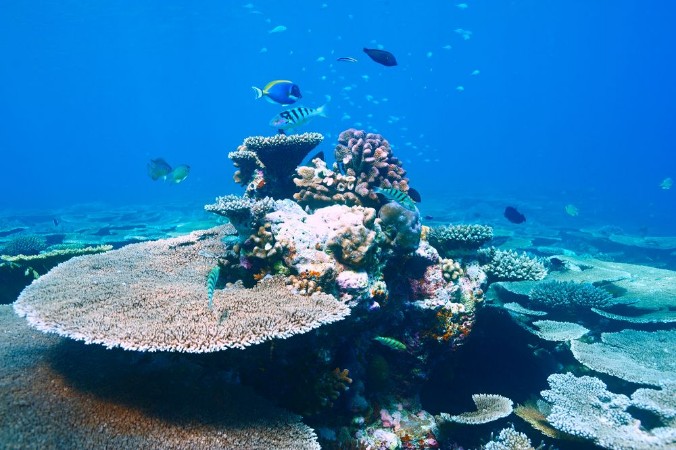 Bild på Coral reef at Maldives
