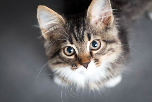 Little fluffy kitten on a gray background photowallpaper Scandiwall