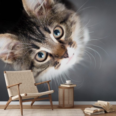 Image de Little fluffy kitten on a gray background