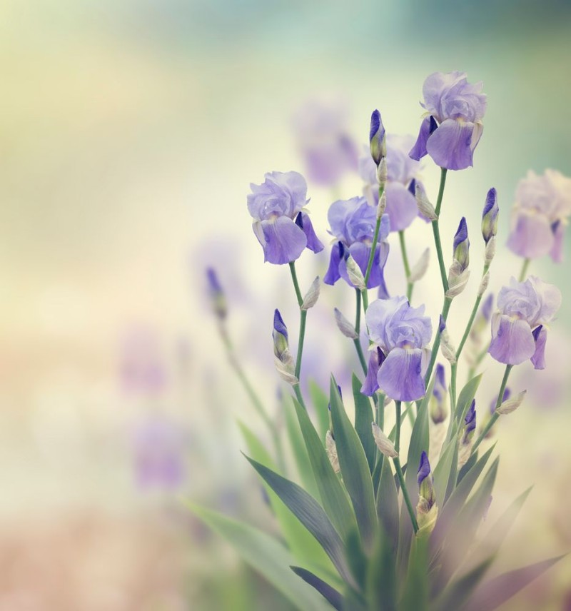 Afbeeldingen van Iris Flowers
