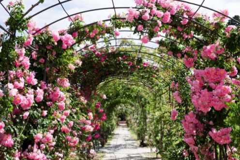 Afbeeldingen van Romantic rosebed walk