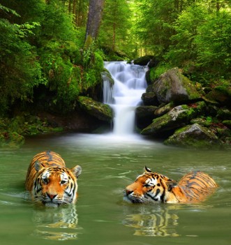 Picture of Siberian Tigers in water 