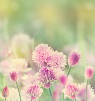 Picture of Chives Blossom