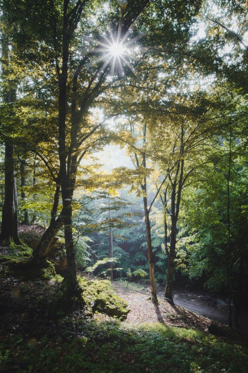 Afbeeldingen van Colorful forest with sun