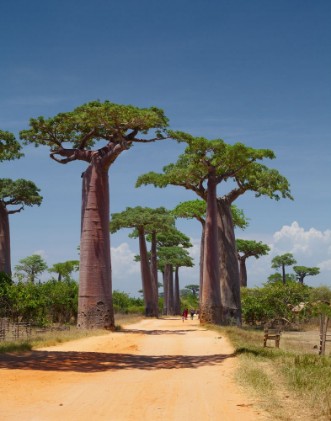 Afbeeldingen van Madagascar