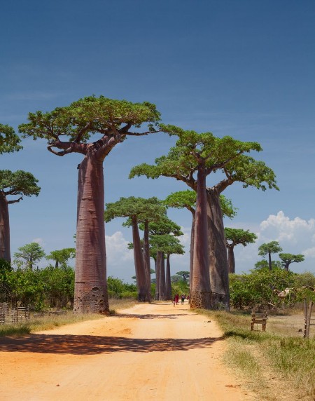 Picture of Madagascar