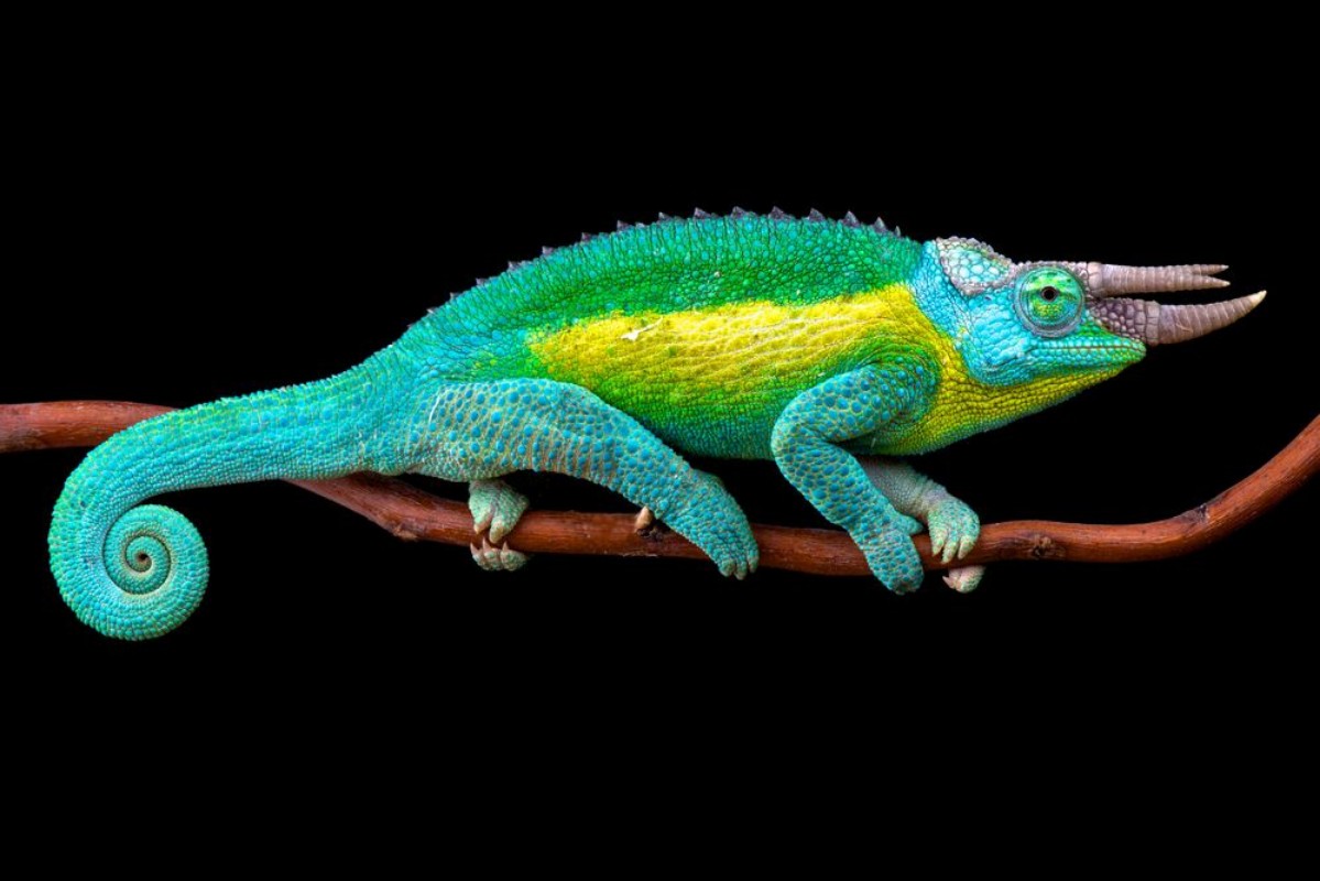 Image de Caméléon sur une branche