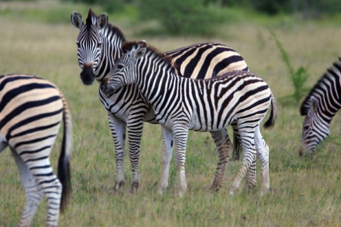 Picture of Zebras