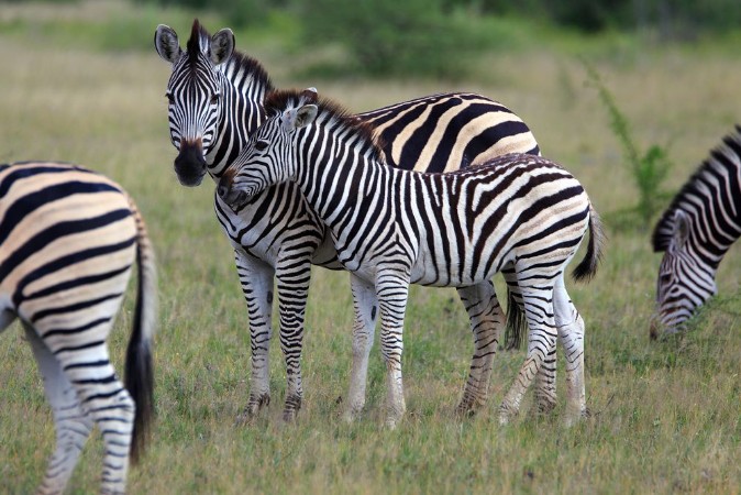 Bild på Zebras