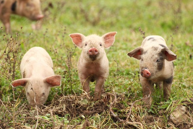 Three piglets  photowallpaper Scandiwall