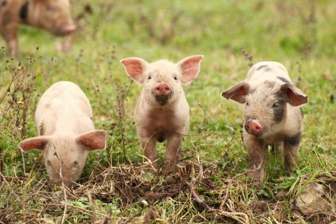 Image de Three piglets 