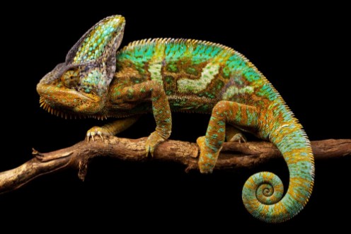 Afbeeldingen van Side on picture of a yemen chameleon isolated on a black background