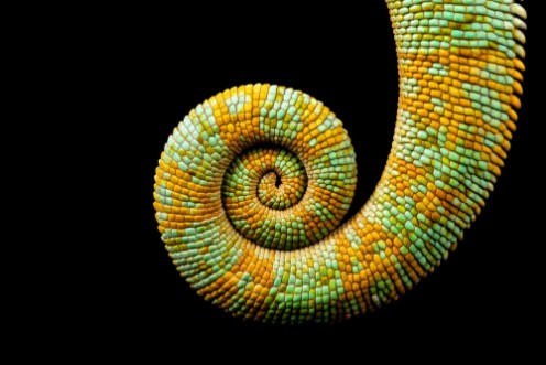 Image de A curled up tail of a yemen chameleon isolated on a black background