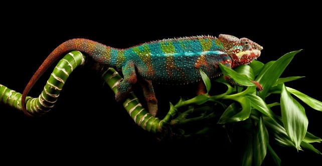 Image de Blue bar panther chameleon on a bamboo cane isolated black background