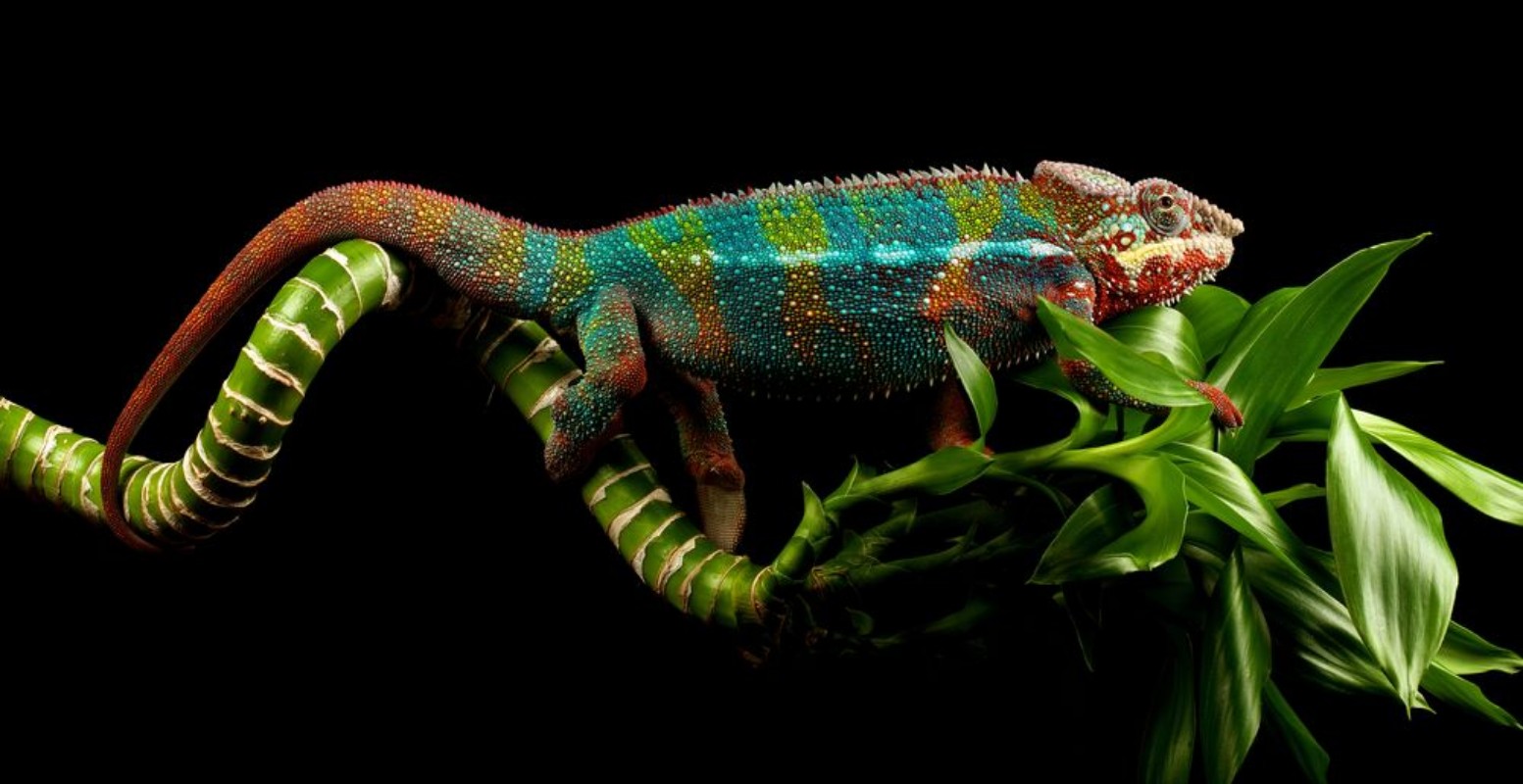 Image de Blue bar panther chameleon on a bamboo cane isolated black background