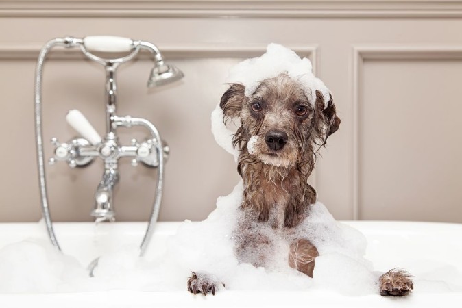 Bild på Funny Dog Taking Bubble Bath
