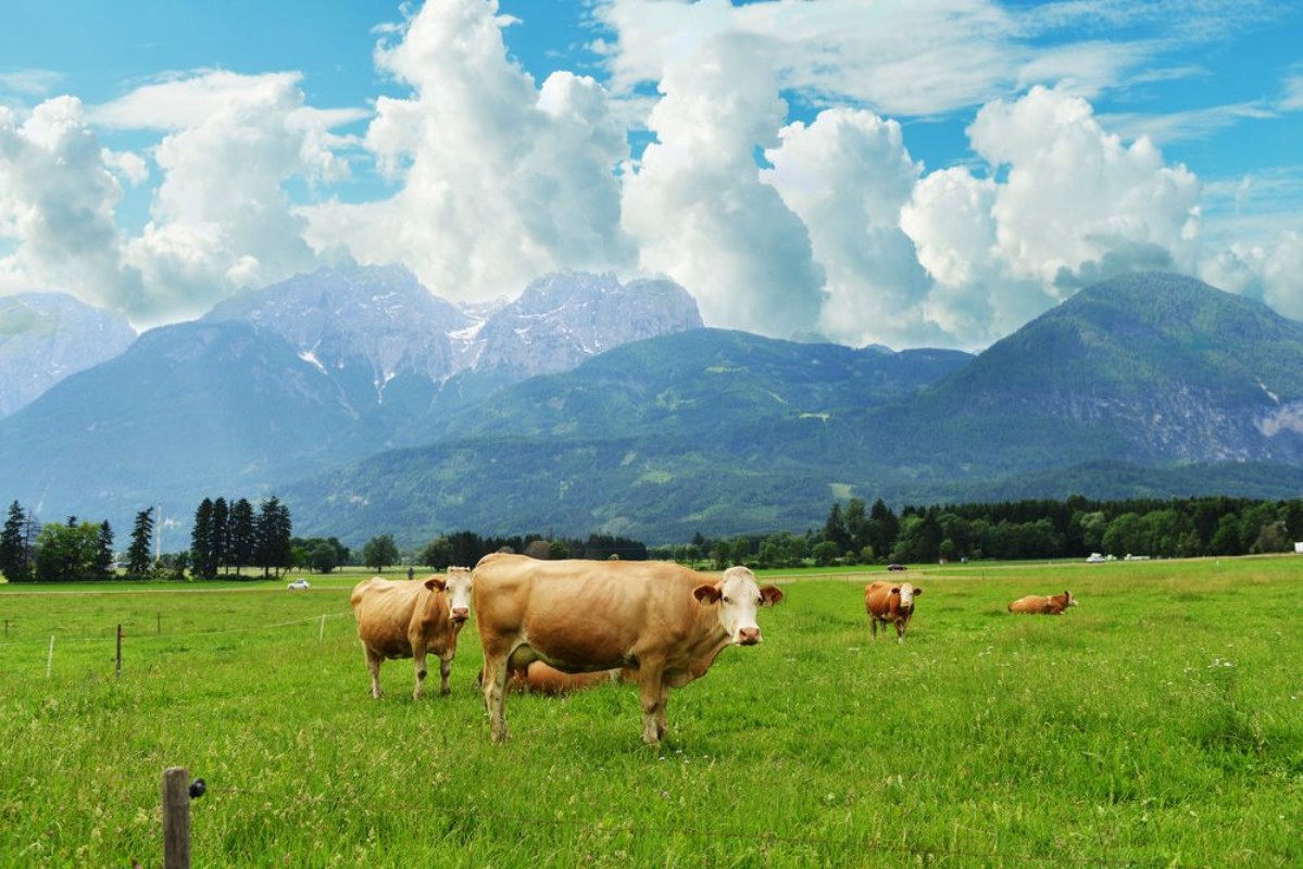 Afbeeldingen van Herd of cows