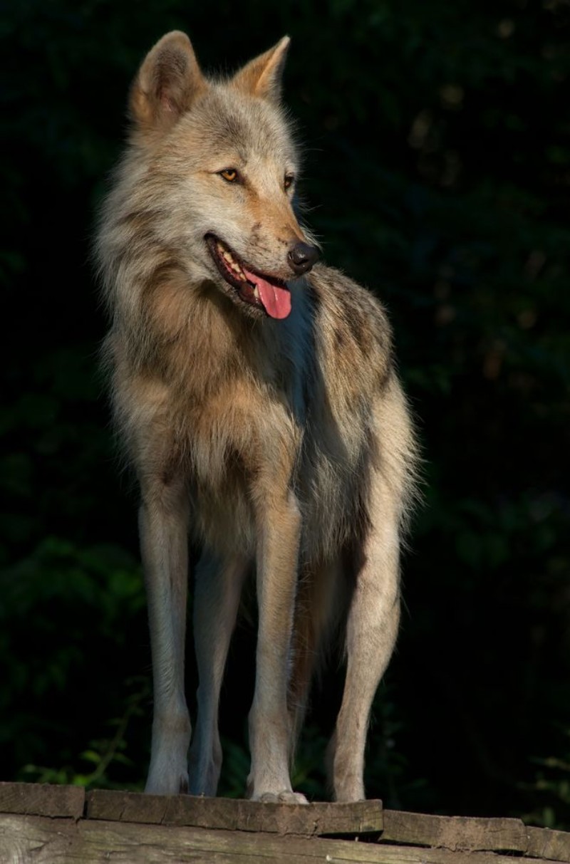 Image de Timber Wolf  Gray Wolf  Grey Wolf