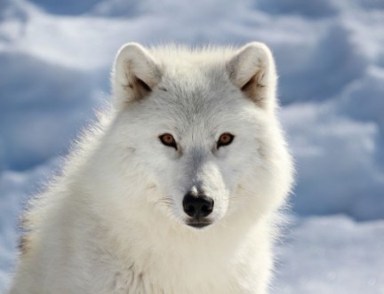 Bild på Portrait du loup arctique