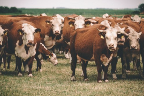 Afbeeldingen van Cows on pasture
