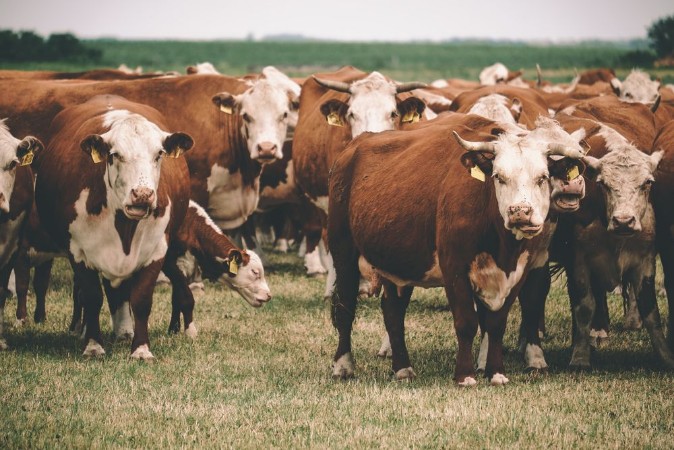 Picture of Cows on pasture