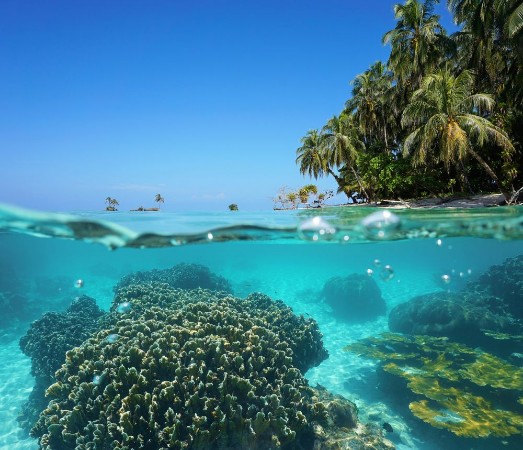Picture of Over under sea tropical shore and coral underwater