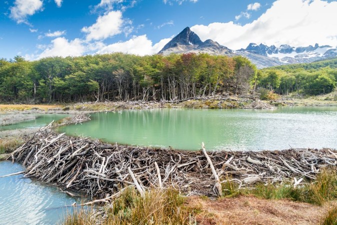 Afbeeldingen van Beaver dam at Tierra del Fuego