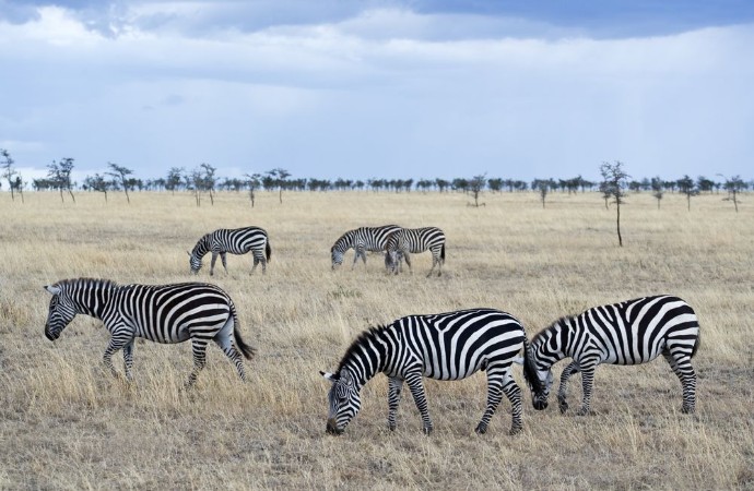 Picture of Tanzania Serengeti National Park Lobo area zebras equus burchellii