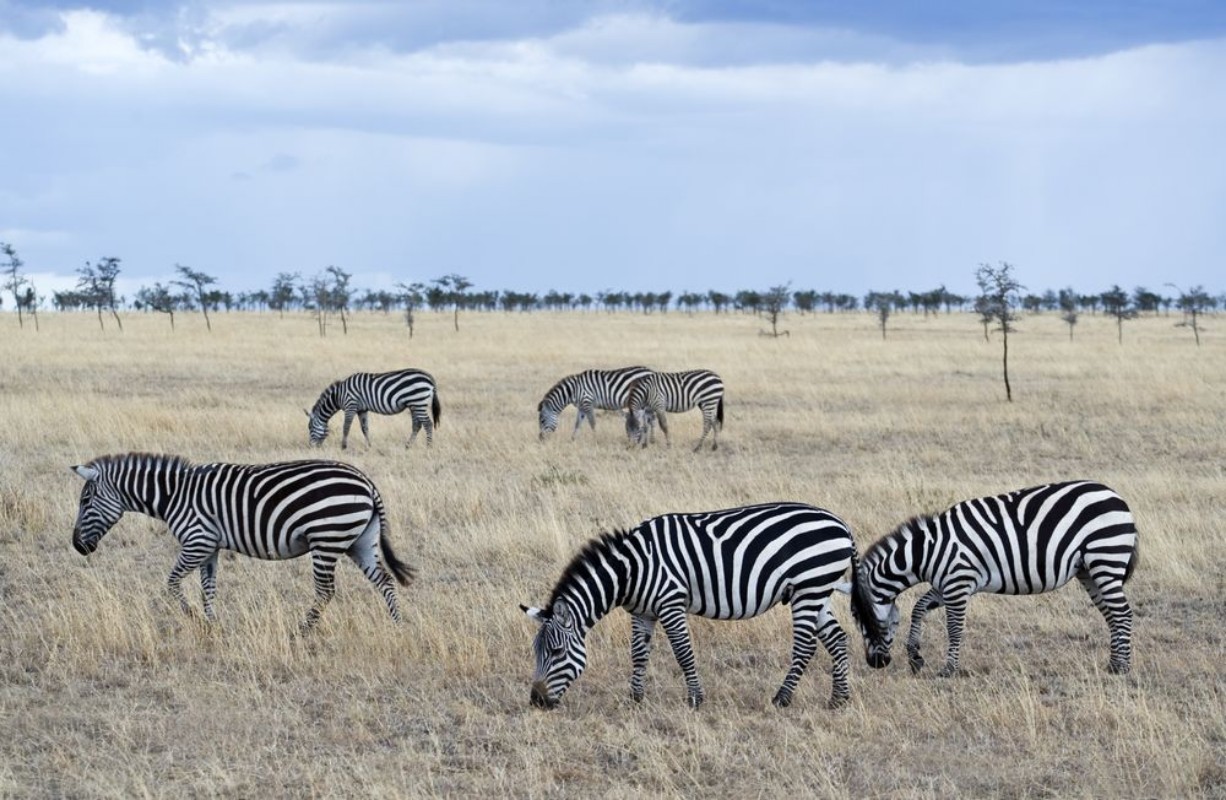 Afbeeldingen van Tanzania Serengeti National Park Lobo area zebras equus burchellii