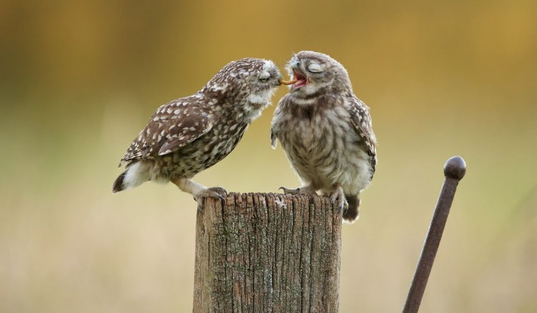 Picture of An adult little owl feeding his owlet a juicy worm