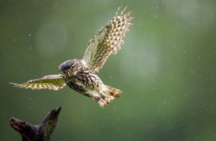 Afbeeldingen van A little owl flying into land on an old branch in the rain