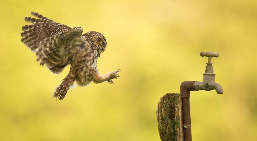 Afbeeldingen van Coming into land a wild little owl landing on an old water tap