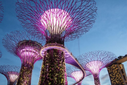 Image de The Supertree at Gardens by the Bay 