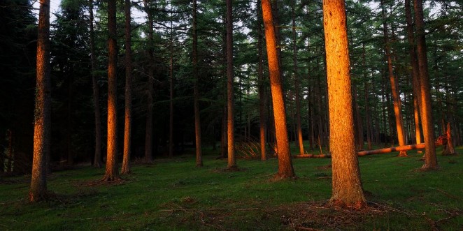 Afbeeldingen van Forest with last rays of sun