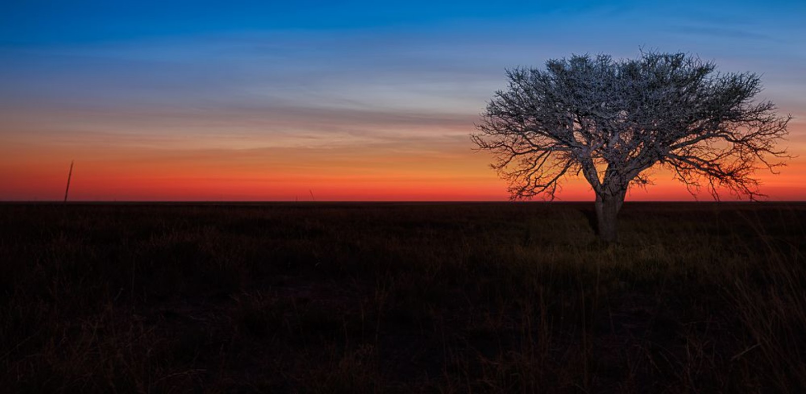 Bild på Lonely tree sunset
