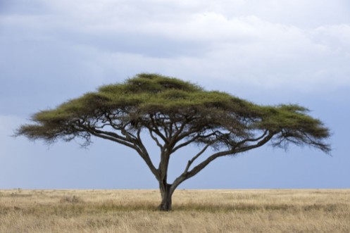 Afbeeldingen van Tanzania Serengeti National Park Seronera area an acacia
