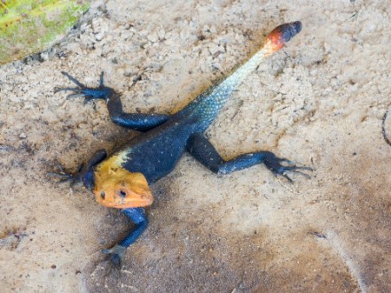 Afbeeldingen van Agama lizard