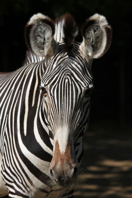 Image de Grevys zebra Equus grevyi also known as the imperial zebra