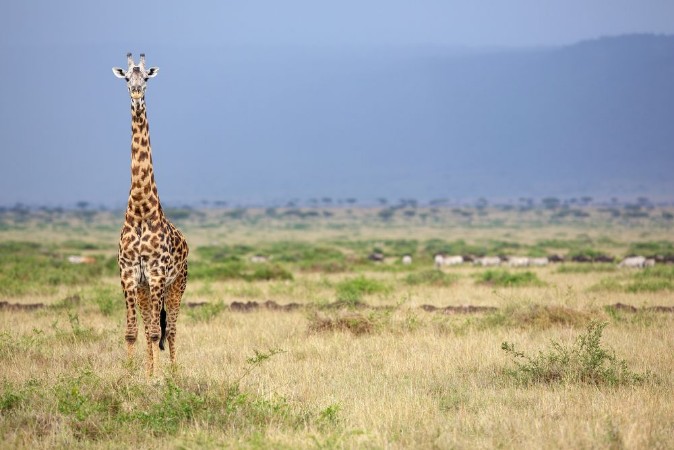Bild på Wild giraffe in the Masai Mara