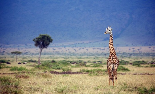 Picture of Wild giraffe in the Masai Mara