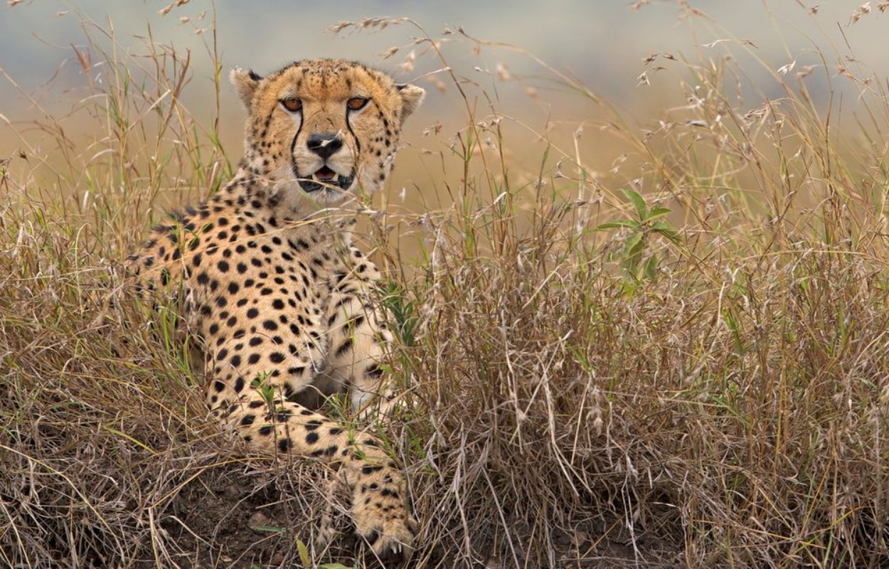 Bild på A wild Cheetah in long grass
