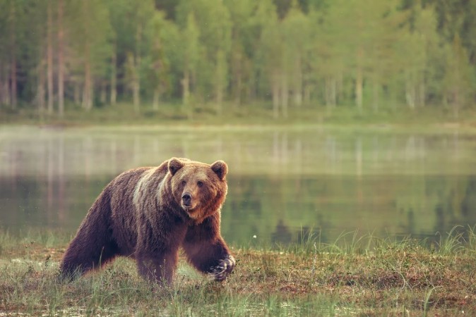 Picture of Big male bear walking in the bog at sunset