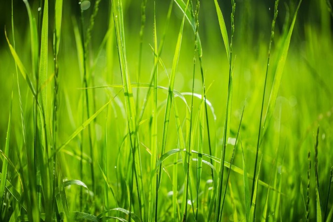 Bild på Grass Backgrounds Nature