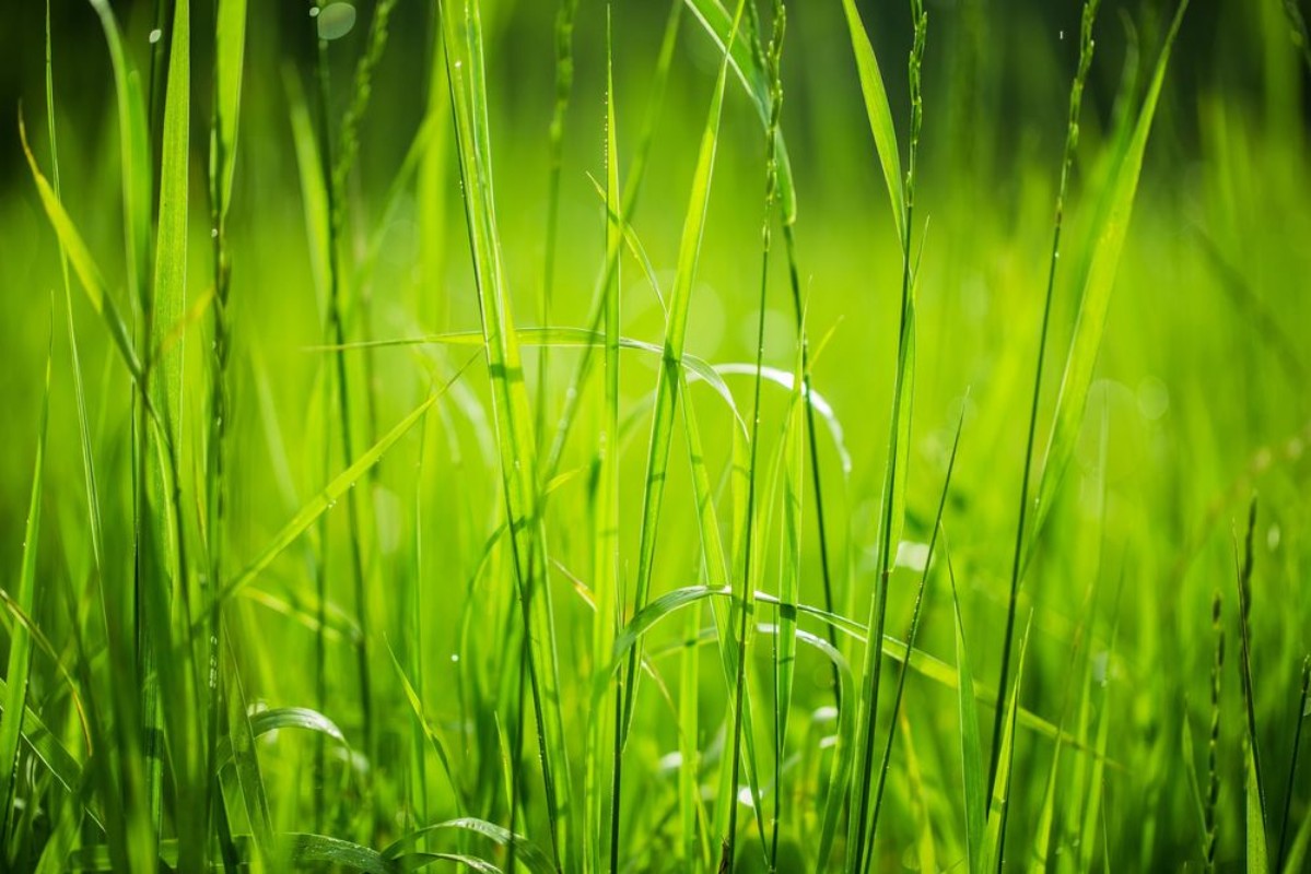 Picture of Grass Backgrounds Nature