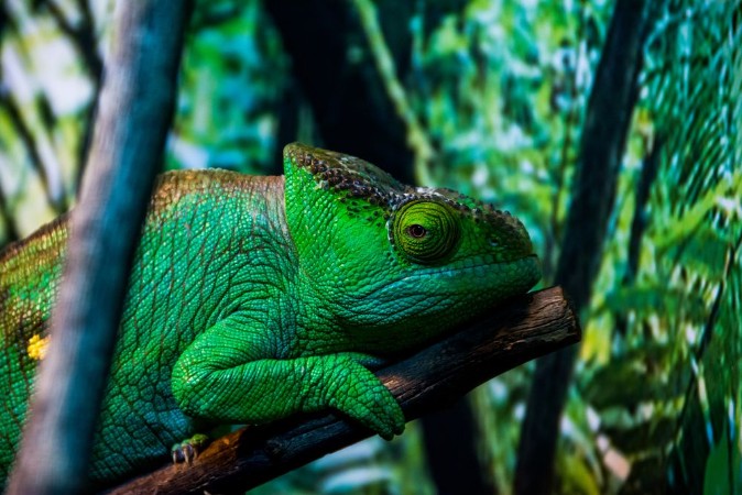 Picture of Chameleon