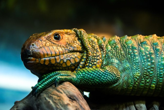 Picture of Caiman lizard